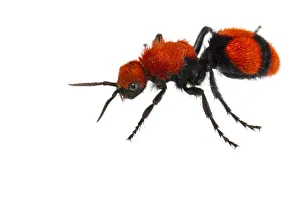Cow killer velvet ant (Dasymutilla occidentalis) on white background, Tuscaloosa County