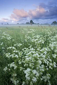 Apiaceae Gallery: Cow parsely (Anthriscus sylvestris) in damp flower meadow at dawn, Nemunas regional Reserve