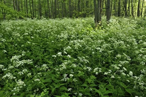 Cow parsley (Anthriscus sylvestris) growing in woodland, Slitere National Park, Latvia
