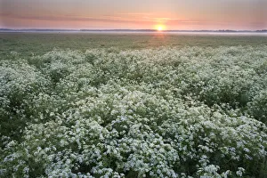 Umbelliferae Prints: Cow parsley (Anthriscus sylvestris) at dawn in damp meadow, Nemunas River Valley
