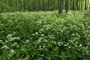 Umbelliferae Prints: Cow parsley (Anthriscus sylvestris) growing in woodland, Slitere National Park, Latvia