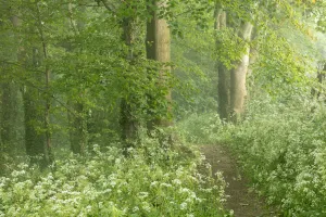 Umbelliferae Prints: Cow parsley (Anthriscus sylvestris) in a misty Crendle Woods at dawn, Milborne Port