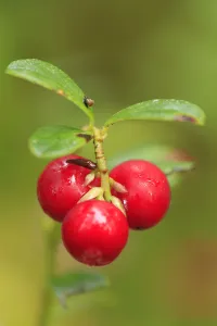 Ericaceous Prints: Cowberry or Lingonberry (Vaccinium vitis-idaea) close-up of red berries in late summer
