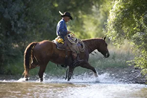 Cowboy riding through stream, Flitner Ranch, Shell, Wyoming, USA, model released