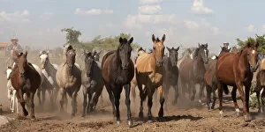 Images Dated 10th January 2012: Cowboys rounding up a band of Criollo pure pedigree mares and foals, Estancia Ita Maria
