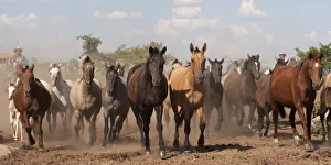 Cowboys rounding up a band of Criollo pure pedigree mares and foals, Estancia Ita Maria