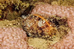 Caenogastropoda Prints: Cowry (Lyncina carneola), showing mantle and antenna