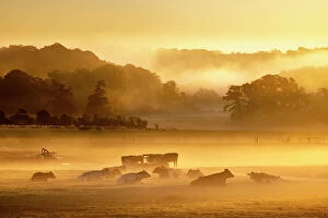 Livestock Collection: Cows resting and feeding in misty field at dawn, Milborne Port, Somerset, England, UK. October, 2022