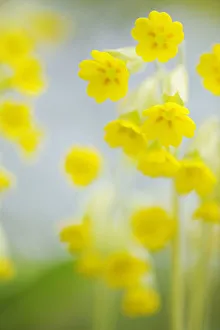Cowslip (Primula veris) flowers, Kallhall, Uppland Sweden, May 2009