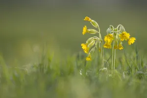 Primulaceae Prints: Cowslip (Primula veris) growing at Clattinger Farm Reserve, Wiltshire, England, UK, April