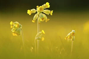 Cowslips (Primula veris) backlit in evening light, Durlston Country Park, near Swanage