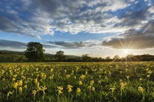 Primulaceae Prints: Cowslips (Primula veris) in bloom on Hardington Moor NNR, Somerset, England, UK, May 2013