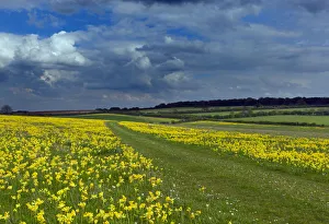 Cowslips (Primula veris) on conservation headland on organic farm. Norfolk, UK, April