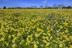 Primulaceae Prints: Cowslips (Primula veris) on conservation headland on organic farm. Norfolk, UK, April