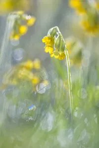 Images Dated 29th April 2009: Cowslips (Primula veris) flowering. Peak District National Park, Derbyshire, UK, April