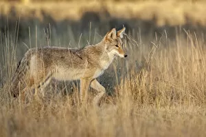 December 2021 Highlights Gallery: Coyote (Canis latran) in sagebrush grassland, Yellowstone National Park, Wyoming, USA