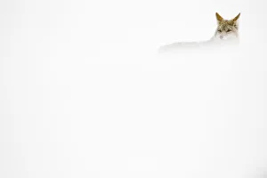 Coyote (Canis latrans) concealed in the snow, Yellowstone National Park, Wyoming, USA