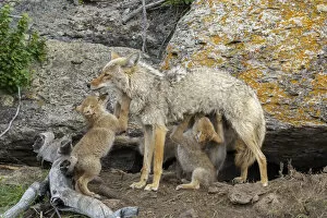 August 2021 Highlights Gallery: Coyote (Canis latrans) female with newborn pups. Yellowstone National Park, Wyoming, USA