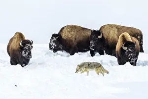 2020 April Highlights Prints: Coyote (Canis latrans) foraging in deep winter snow disturbed by grazing American bison