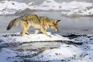 Coyote (Canis latrans) foraging in snow. Hayden Valley, Yellowstone National Park, USA