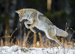 March 2022 highlights Gallery: Coyote (Canis latrans) hunting after a fresh snowfall, Yellowstone National Park, Wyoming, USA