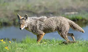 Meadow Prints: Coyote (Canis latrans) hunting in wetland meadow