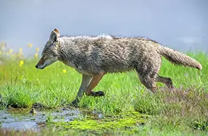 Meadow Prints: Coyote (Canis latrans) hunting in a wetland meadow