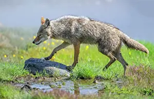 Meadow Prints: Coyote (Canis latrans) hunting in a wetland meadow in summer