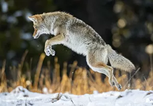 Jumping Gallery: Coyote (Canis latrans) pouncing, hunting technique in Yellowstone National Park, Wyoming