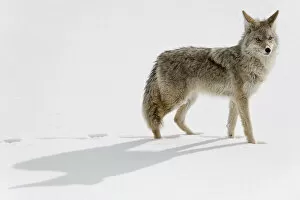 Images Dated 19th January 2011: Coyote (Canis latrans) in the snow, Yellowstone National Park, Wyoming, USA. January