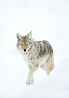 Coyote (Canis latrans) in snow, Yellowstone National Park, Wyoming, USA, February