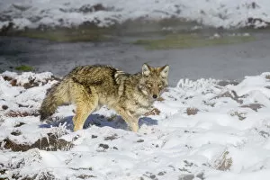 Coyote (Canis latrans) standing near waters edge, in snow