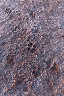 Shape Prints: Coyote (Canis latrans) tracks in dry ground, Cienega de Santa Clara, Sonora, Mexico