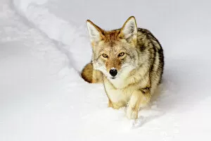 Temperature Gallery: Coyote (Canis latrans) walking through deep winter snow