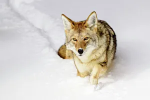 Images Dated 2nd February 2020: Coyote (Canis latrans) walking through deep winter snow