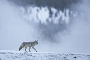 Coyote (Canis latrans) in wintry landscape, Yellowstone National Park, USA, February
