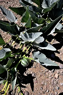 Cucurbitales Prints: Coyote gourd (Cucurbita foetidissima) growing in dry ground
