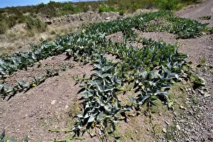 Cucurbitales Prints: Coyote gourd (Cucurbita foetidissima) growing in dry ground