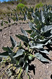 Cucurbitales Prints: Coyote gourd (Cucurbita foetidissima) growing in dry ground