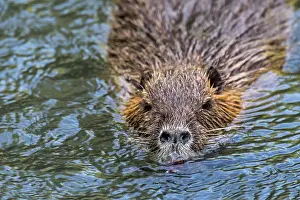 Invasive Prints: Coypu (Myocastor coypus) swimming in pond