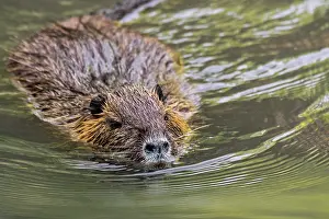 Invasive Prints: Coypu Myocastor coypus) swimming in pond