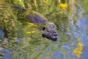 Images Dated 29th April 2009: Coypu / Nutria (Myocastor coypus) swimming, Camargue, France, April 2009