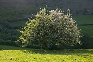 Images Dated 13th August 2012: Crab Apple (Malus sylvestris) in flower on spring evening, Gilfach Nature Reserve