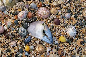 Shell Prints: Crab claw buried in the sand at low tide