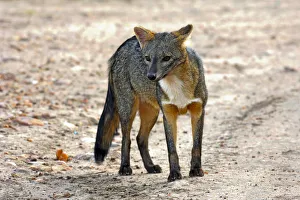 Crab-eating fox (Cerdocyon thous) Kaa-Lya National Park, South East Bolivia