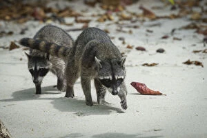 Images Dated 21st April 2015: Crab-eating raccoons (Procyon cancrivorus) Manuel Antonio National Park, Costa Rica