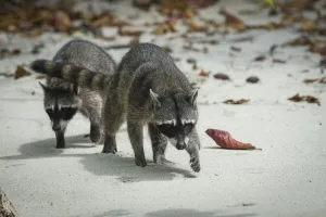 Crab-eating raccoons (Procyon cancrivorus) Manuel Antonio National Park, Costa Rica