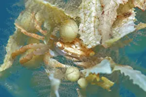 Crustracea Prints: Crab (Planes minutus) on drifting Sargassum (Sargassum sp)