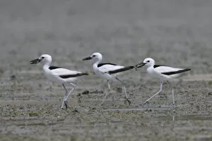 Images Dated 5th November 2019: Crab-plover (Dromas ardeola) three walking in a row on mudflat, two with food in beaks