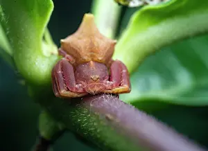 Thomisidae Prints: Crab spider (Epicadus sp.) female, resting on plant stem, Tinamaste, Costa Rica